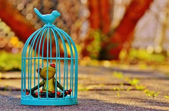 Condizionamenti, manipolazione e libertà personale 1 Una rana chiusa in una gabbia, metafora dei condizionamenti socioculturali di cui siamo prigionieri
