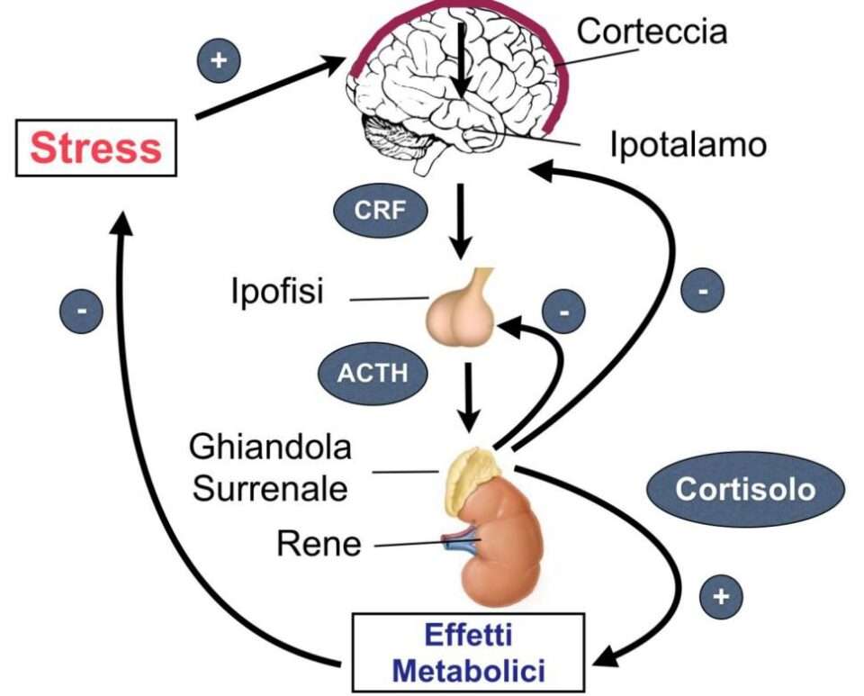 Capire e gestire lo stress, l'ansia e la depressione 3 Descrizione dell'asse HPA (ipotalamo-ipofisi-surrene) coinvolto nella reazione biochimica dello stress