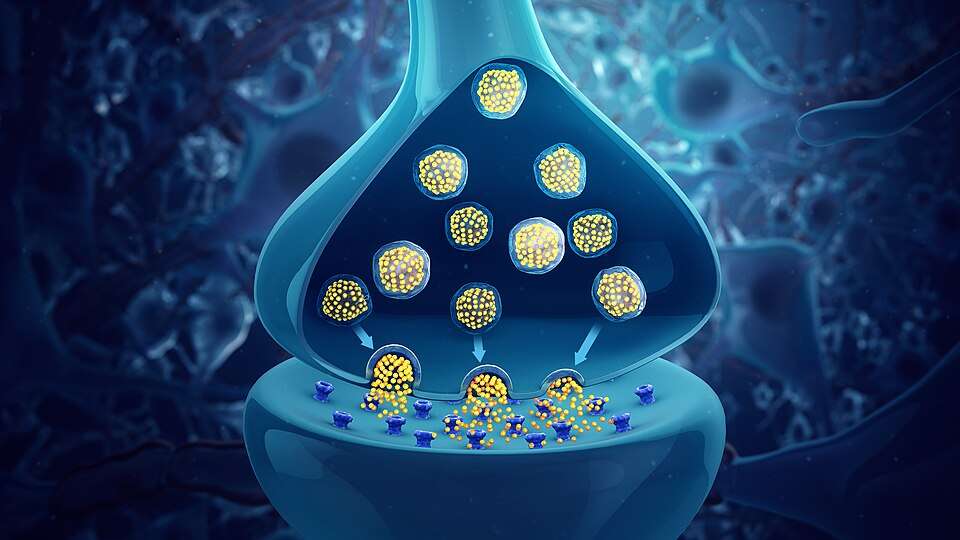 Dipendenze e comportamenti disfunzionali 1 Il messaggio biochimico dei neurotrasmettitori si trasmette attraverso le cellule grazie ai recettori
